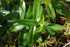 Moehringia macrophylla