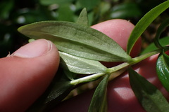 Moehringia macrophylla