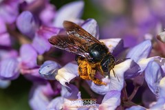 Xylocopa californica diamesa