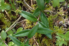 Moehringia macrophylla