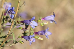Penstemon cusickii