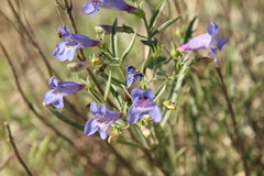 Penstemon cusickii