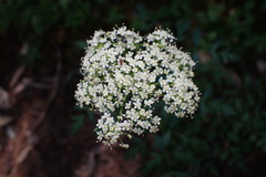 Ligusticum
