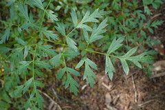 Ligusticum