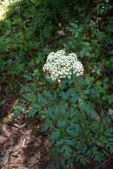 Ligusticum