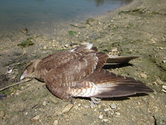 Daptrius chimango chimango