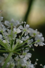 Ligusticum