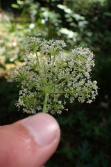 Ligusticum