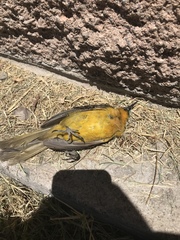 Icteridae