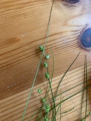 Carex muricata