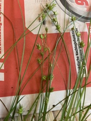 Carex muricata