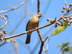 Cardinalidae