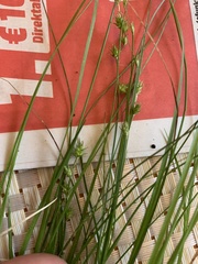 Carex muricata