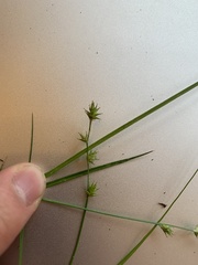 Carex muricata