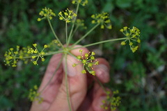Tauschia glauca