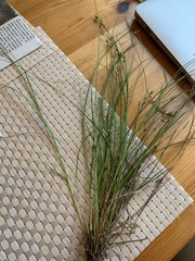 Carex muricata