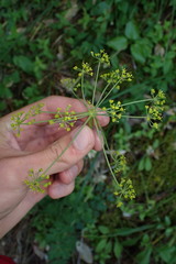 Tauschia glauca