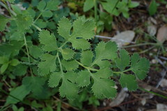 Tauschia glauca