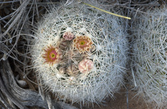 Escobaria dasyacantha