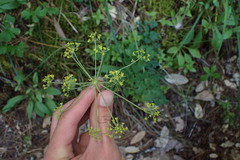 Tauschia glauca