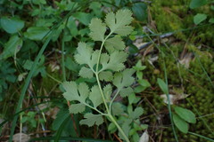 Tauschia glauca