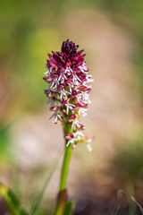 Neotinea ustulata ustulata