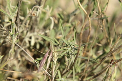 Penstemon cusickii