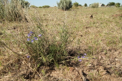 Penstemon cusickii