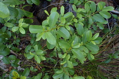 Frangula californica occidentalis