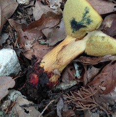 Butyriboletus