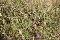 Penstemon cusickii