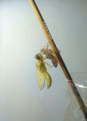 Crocothemis servilia