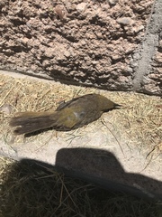 Icteridae