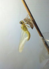 Crocothemis servilia