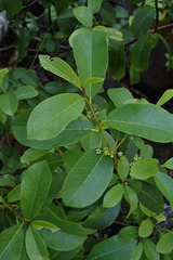 Frangula californica occidentalis