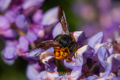Xylocopa californica diamesa