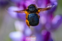 Xylocopa californica diamesa