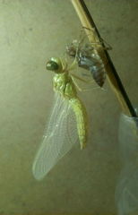 Crocothemis servilia