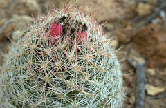 Escobaria dasyacantha