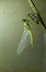 Crocothemis servilia