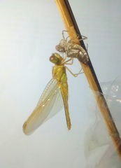 Crocothemis servilia