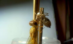 Crocothemis servilia