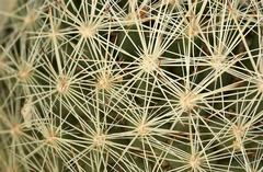 Escobaria dasyacantha