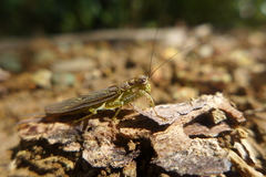 Chaeteessa
