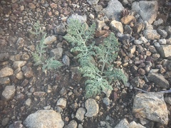 Chaenactis douglasii