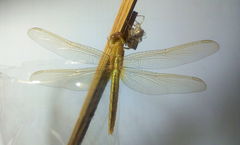 Crocothemis servilia