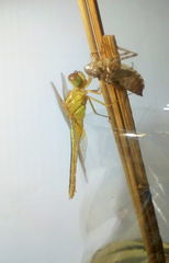 Crocothemis servilia