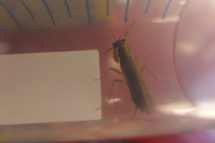 Chaeteessa