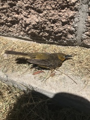 Icteridae