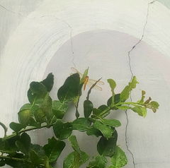 Crocothemis servilia